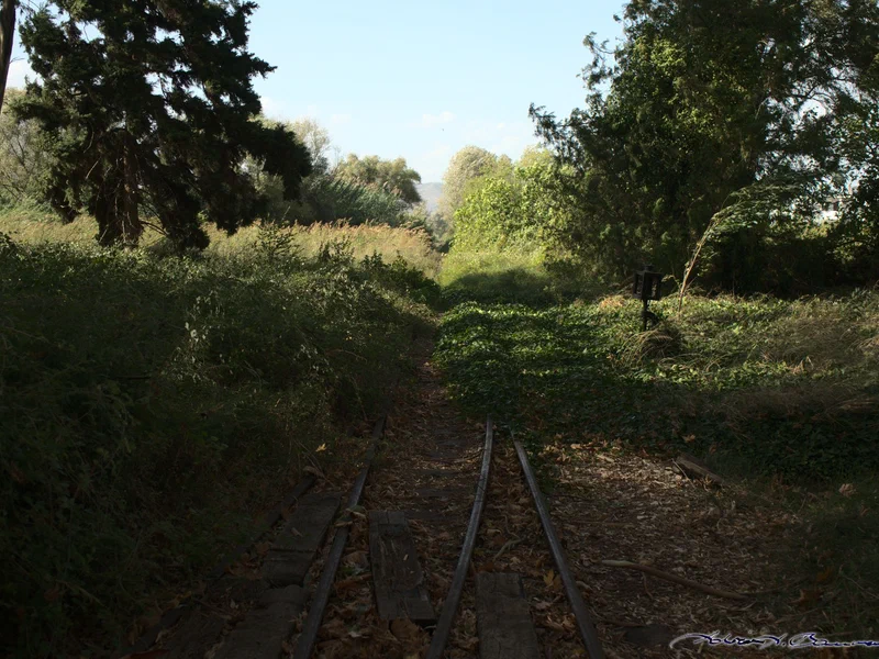 The rails leaving Myloi station quickly disappear in the undergrowth.